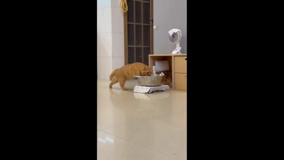 Playful cat ends up resting inside fallen bowl in Guangdong, China