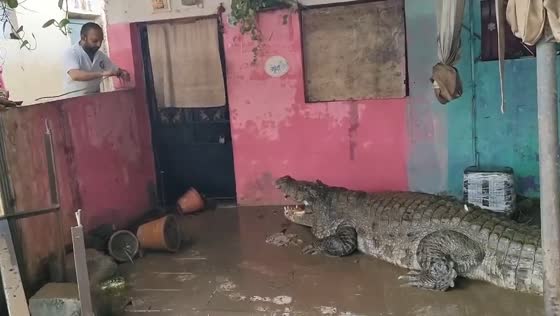 Crocodile rescued from house after floods in Vadodara, India