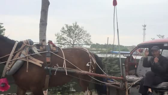 Horse pulls unusual vehicle setup along road in Hebei, China