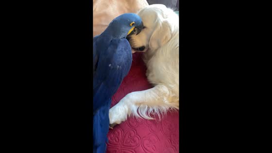 Parrot and pooch: playtime harmony