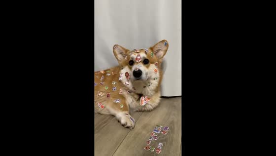 Corgi covered in stickers stays still while playing with kid in Sochi, Russia