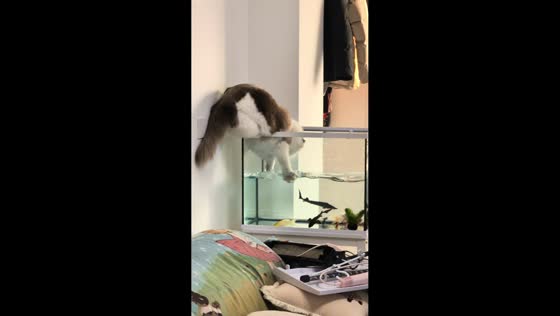 Curious Ragdoll cat tries to catch fish from aquarium in Jiangsu, China