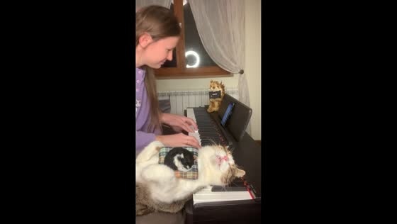 Cat falls asleep on piano during gentle performance in Croatia