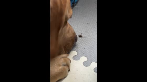 Percy the protector: dog takes matters into his own paws