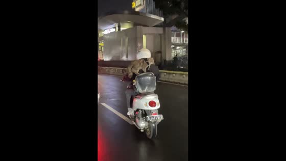 Cat rides calmly on motorcycle through traffic in East Jakarta, Indonesia