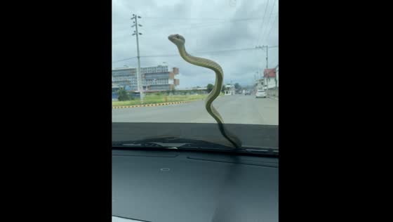 Unexpected encounter: snake slithers across windshield during drive to visit hospital