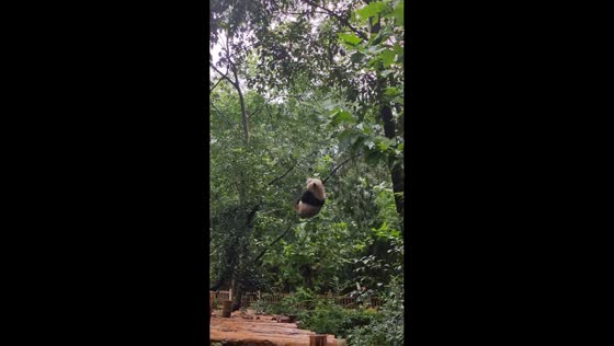 Playful panda falls from tree at zoo in Sichuan, China