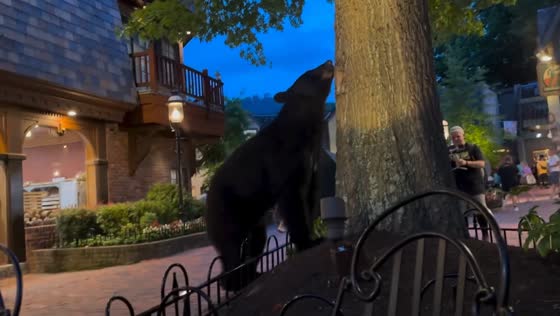 Bear sighting in Tennessee, USA