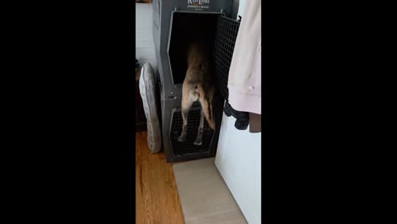 Dog slips while jumping into cage in Guangdong, China