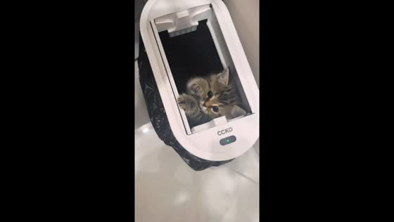 Mischievous kitten accidentally trapped in smart trash can in Heilongjiang, China