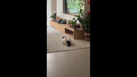 Black-and-white cat's upside-down antics amusing moment in Liaoning, China