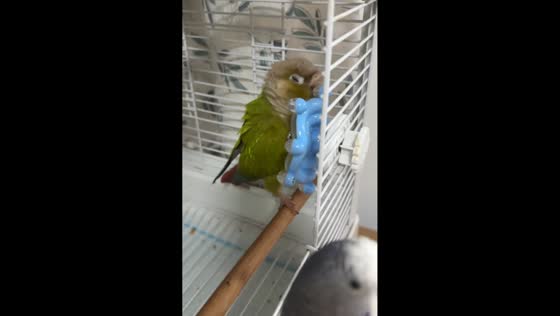Green-cheeked Conure plays with toy inside cage in Sichuan, China