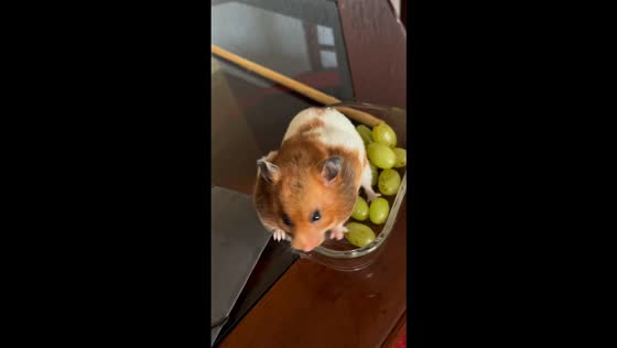Hamster caught stealing grapes on the table in São Paulo, Brazil