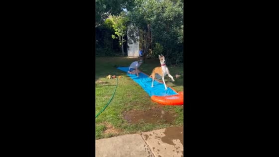Boy and dog race down backyard slip-and-slide in Worthing, England, UK