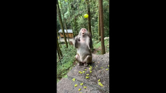 Monkey swiftly swallows fruits one after another in Hunan, China