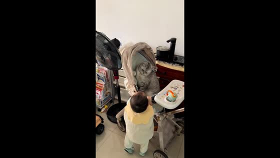 British Shorthair cat gently swats at toddler in Guangdong, China