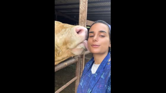 Cow responds to call and kisses owner in Rasht, Iran