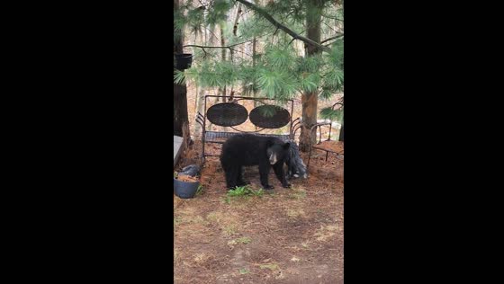 Bear caught rummaging through backyard bins in Greater Sudbury