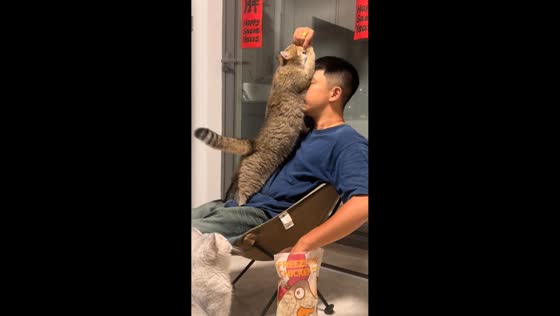 Cat playfully reaches for snack in Chongqing, China