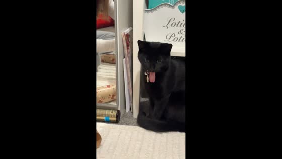 Cat hilariously reacts to tape noise during gift wrapping in Sevenoaks, UK