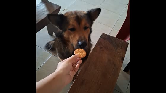 Clever dog waits for tea-dipped cookie in Sipahutar, North Sumatra, Indonesia