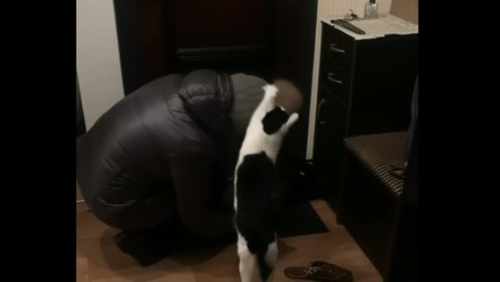 Cat Tries to Steal Visitor's Hat: Hilarious Video Captured in Minsk, Belarus