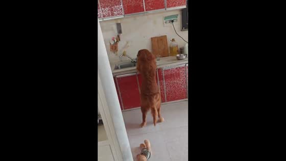 Dog hilariously gets caught trying to steal roast duck in Yunnan, China