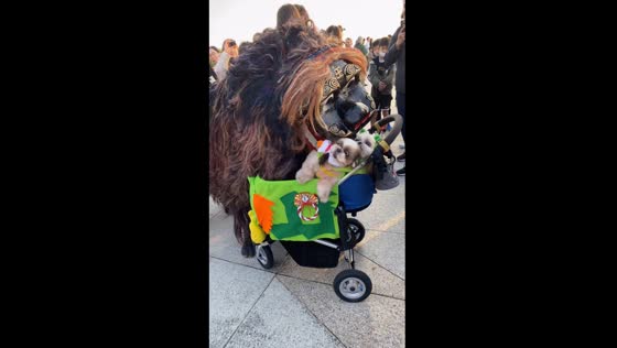 Lively new year tradition: Rocoleona the dog receives lion blessing at Okinawa Peace Memorial Park