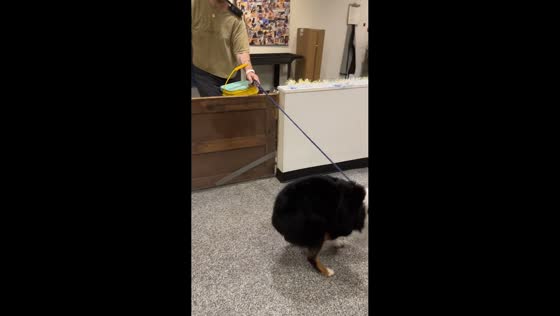Excited dogs reunite with owner at play center in Austin, Texas, USA