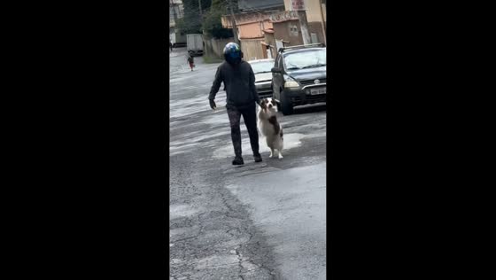 Escaped dog calmly captured by owner in Belo Horizonte, Minas Gerais, Brazil