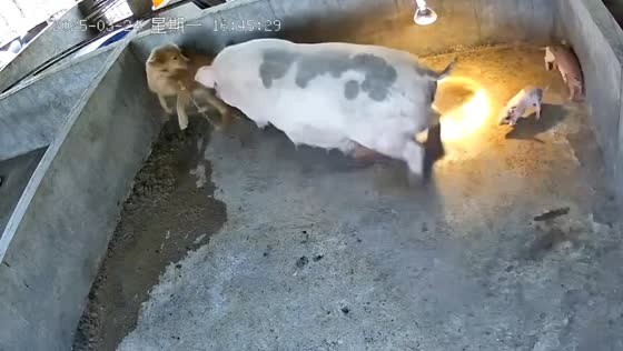 Mother pig protects piglets from chasing dog in Guangzhou, China
