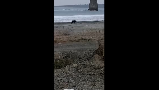Terrifying chase: bear pursues runner along Yuzhno-Kurilsk Shoreline