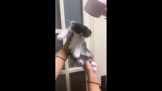 Adorable kitten gets fluffy, messy hairstyle with fan in Chongqing, China