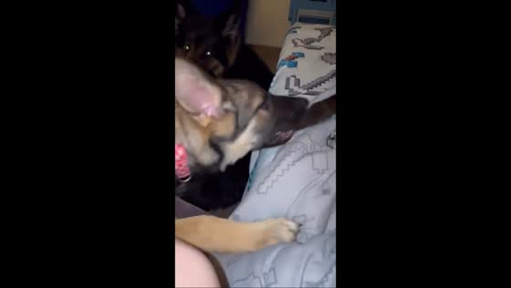 German Shepherd puppy learns boundaries from cat in Sapulpa, Oklahoma, USA
