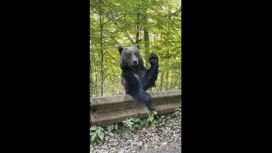 Bear waves goodbye: unexpected encounter on Brașov road
