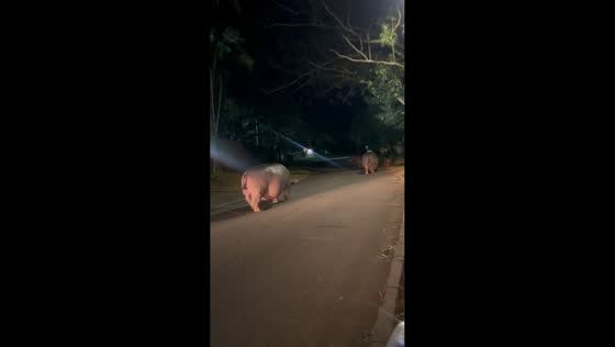 Herd of hippos strolls through town at night in St Lucia, South Africa