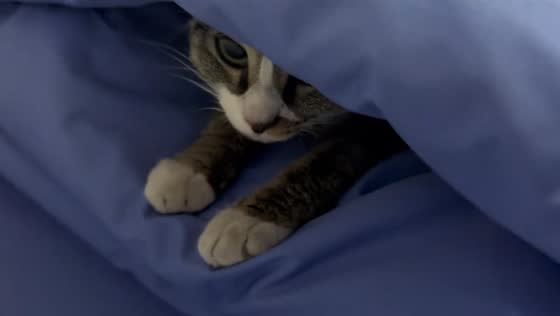 Cat hides under pillows in firefighters’ bunkroom in Shanghai, China
