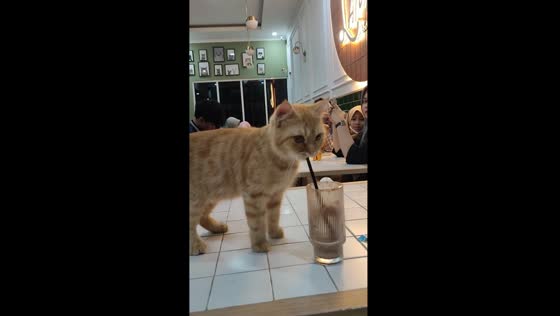 Cat's curious encounter with straw in Semarang café