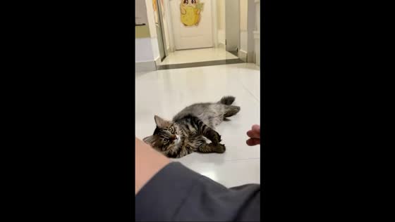 Trained cat performs handshake and playful “pretend shot” trick in Hunan, China