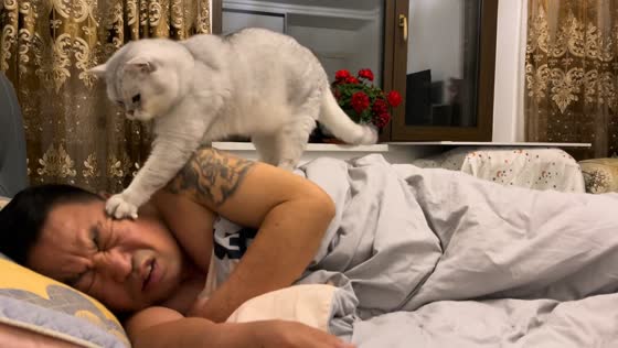 Persistent cat acts as alarm clock for owner in Liaoning, China 