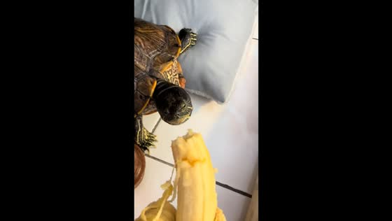 Hungry red-eared slider turtle munches banana in Kuala Lumpur, Malaysia