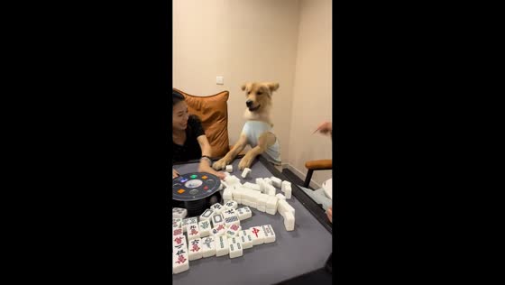 Dog mimics mahjong players in Henan, China