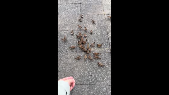 Bird flocks as woman feeds them in park in Shandong, China