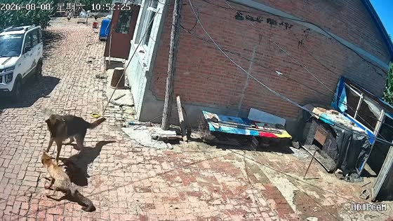 Dog scares off fox and saves chicken in Heilongjiang, China