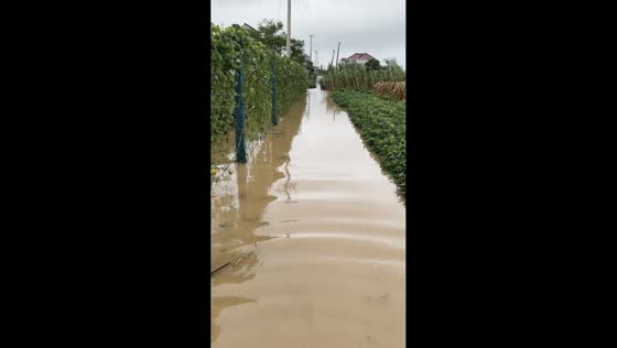 Murky floodwaters submerge vegetable garden in Shanghai, China