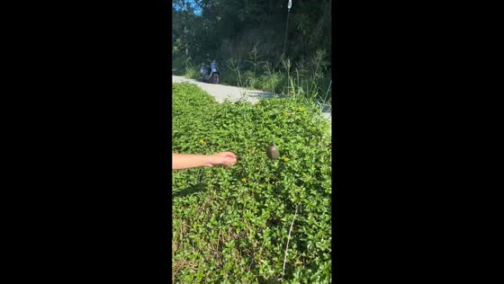 Turtle accidentally caught on fishing rod in Guangdong, China