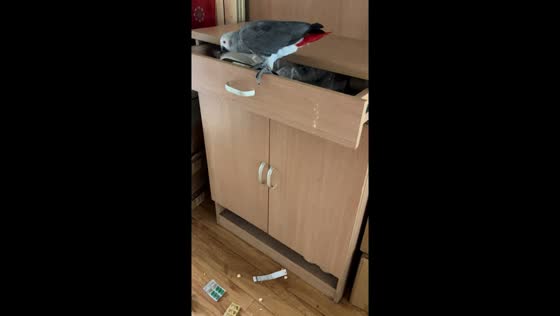 Pet parrot causes mess in Beijing, China
