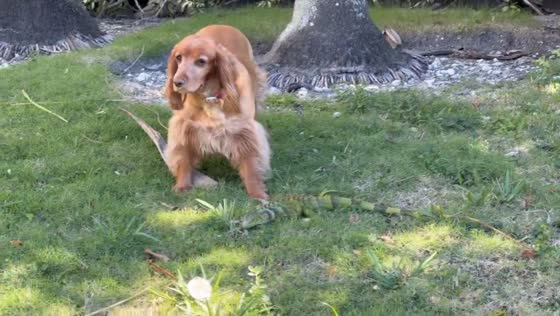 Dog curiously inspects frozen iguana during rare cold snap in Palm Beach, Florida, USA