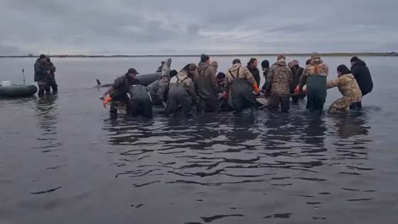 Killer whales rescued in Kamchatka