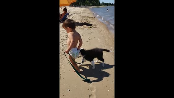 Border collie playfully tugs toddler's diaper at Carmelo Beach